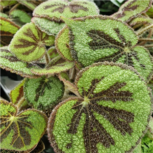 Begonia Masoniana 'Rock'